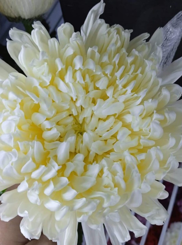 Criselmos Importados